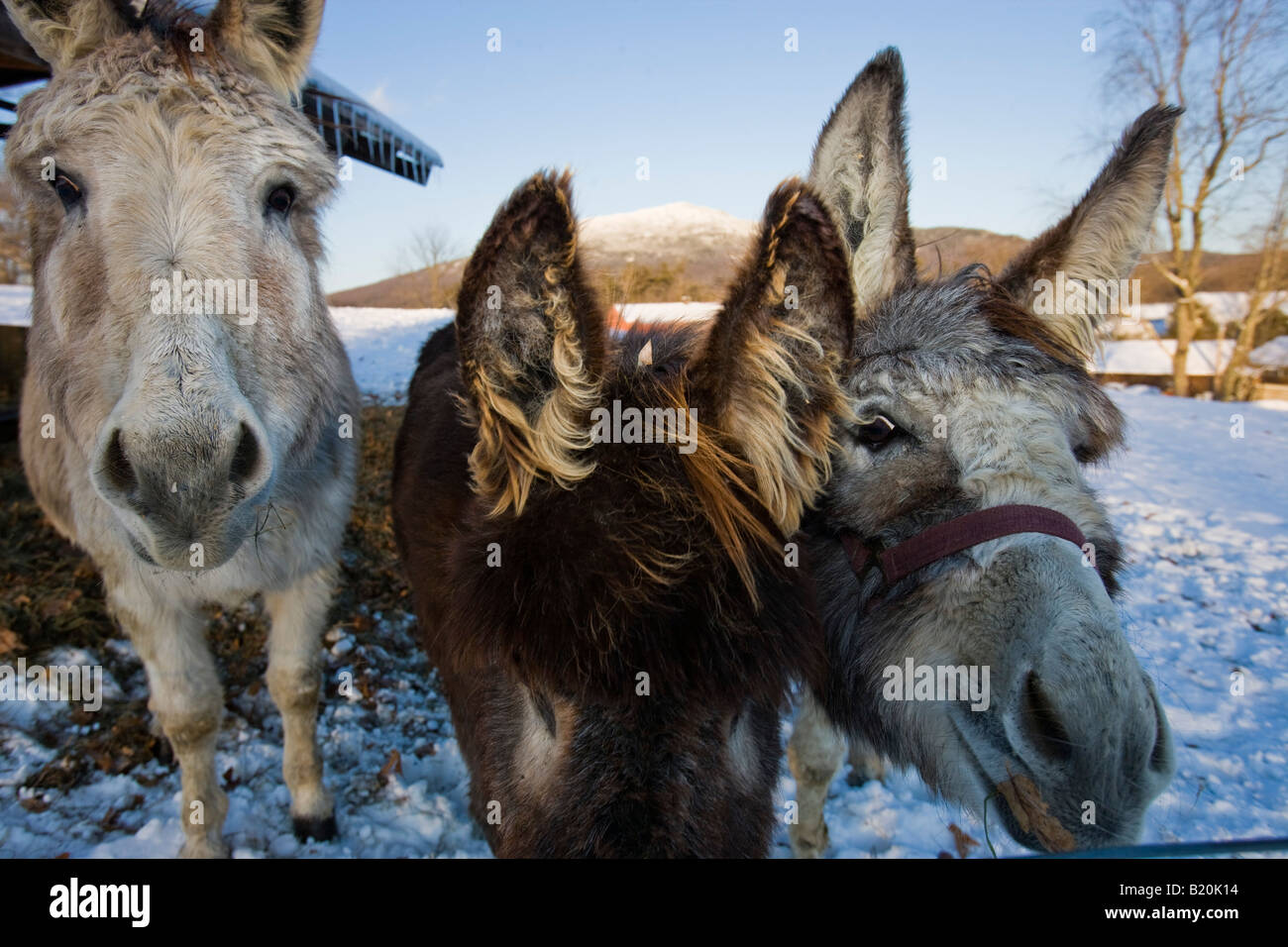 Donkeys at East Hill Farm in Troy, New Hampshire. Mount Monadnock is in