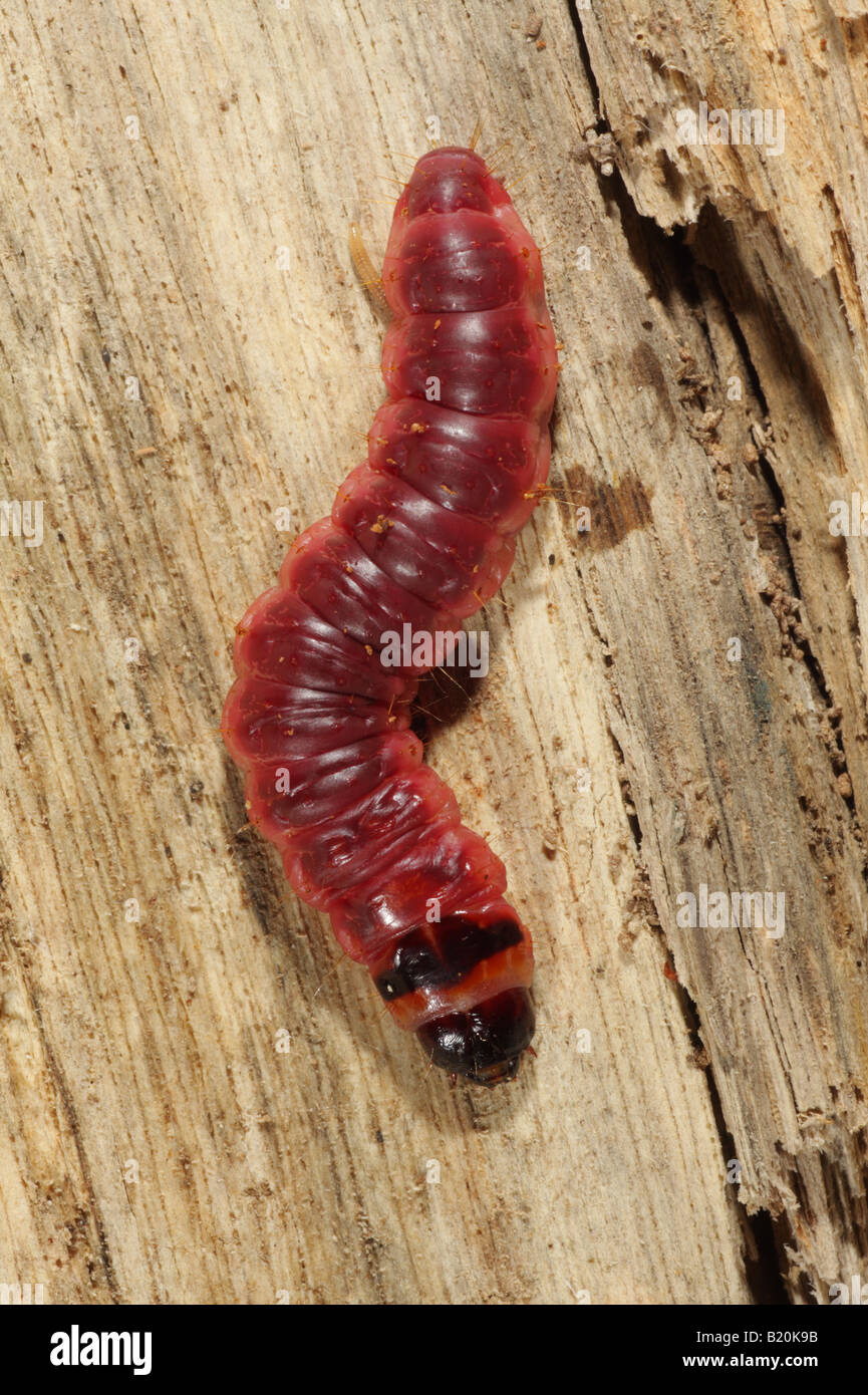 Goat Moth Larva - Cossus cossus Stock Photo