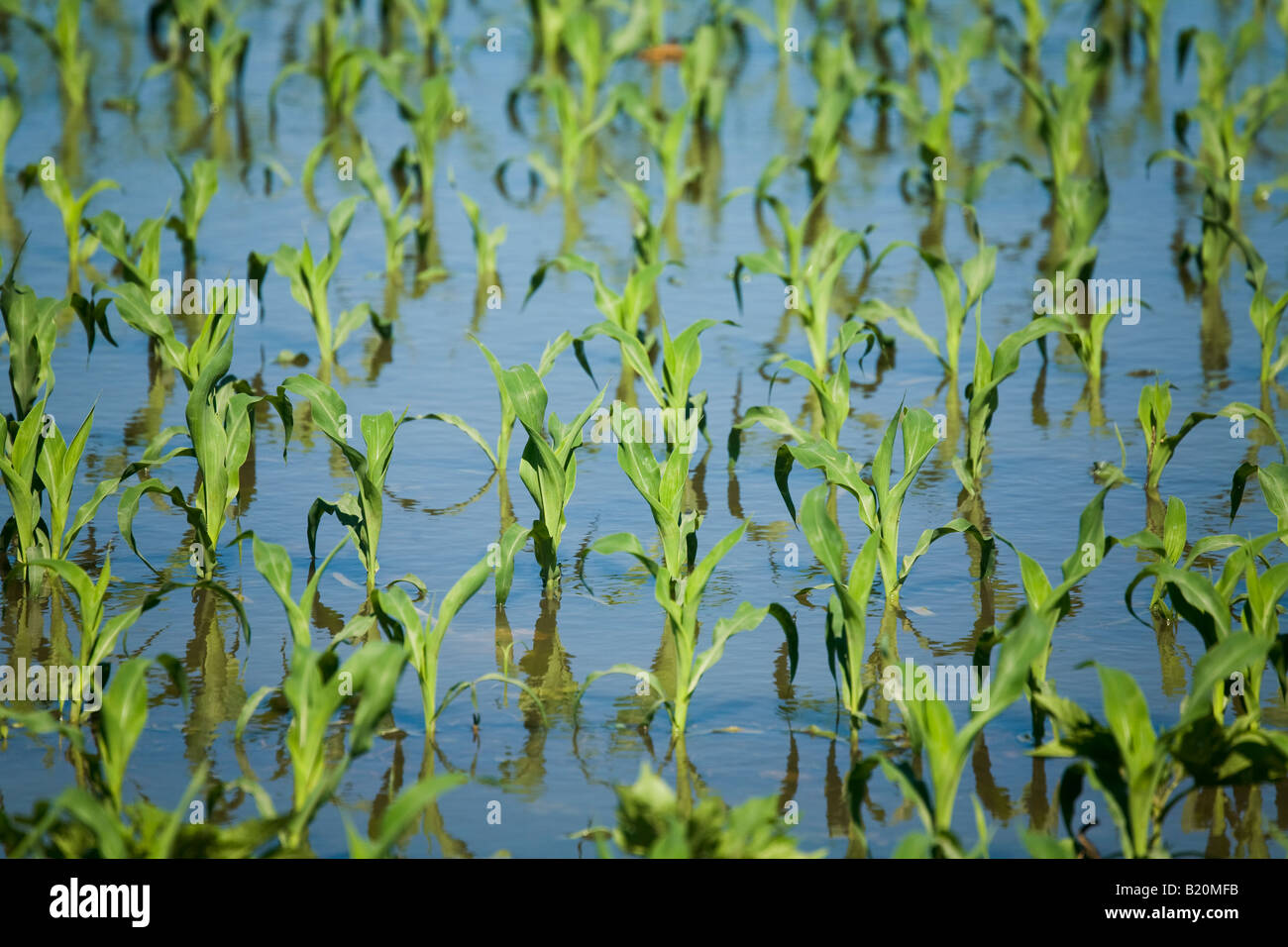 WISCONSIN Kenosha County Rows of plants in flooded corn field due to ...
