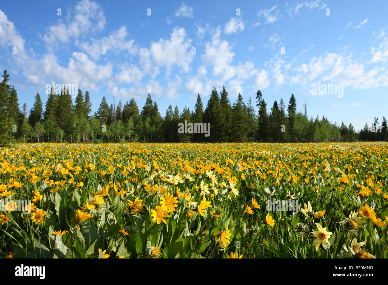 Field of colorful Arrowleaf balsamroot wildflowers in the Targhee National Forest Idaho Stock Photo