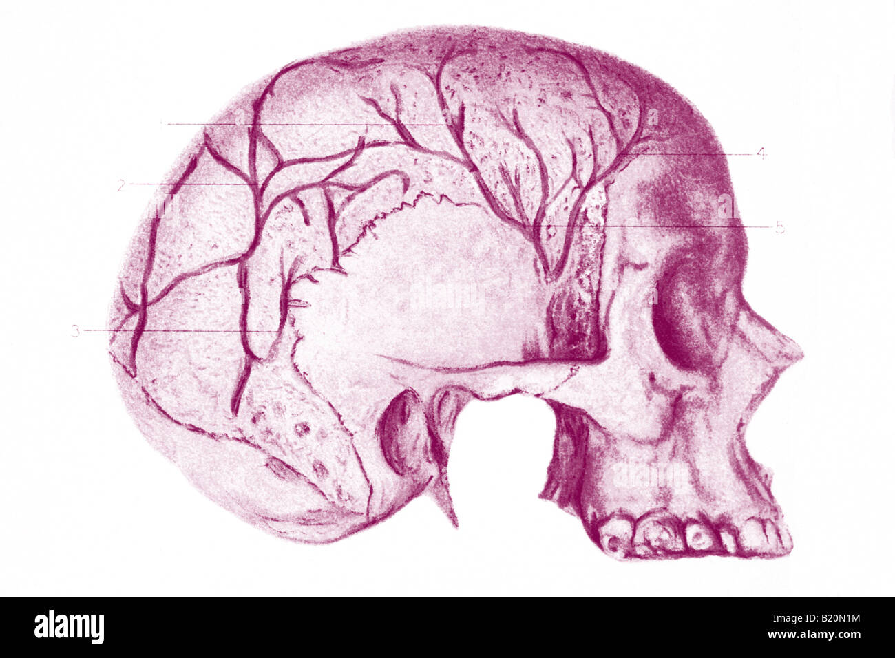 Human Veins Stock Photos & Human Veins Stock Images - Alamy