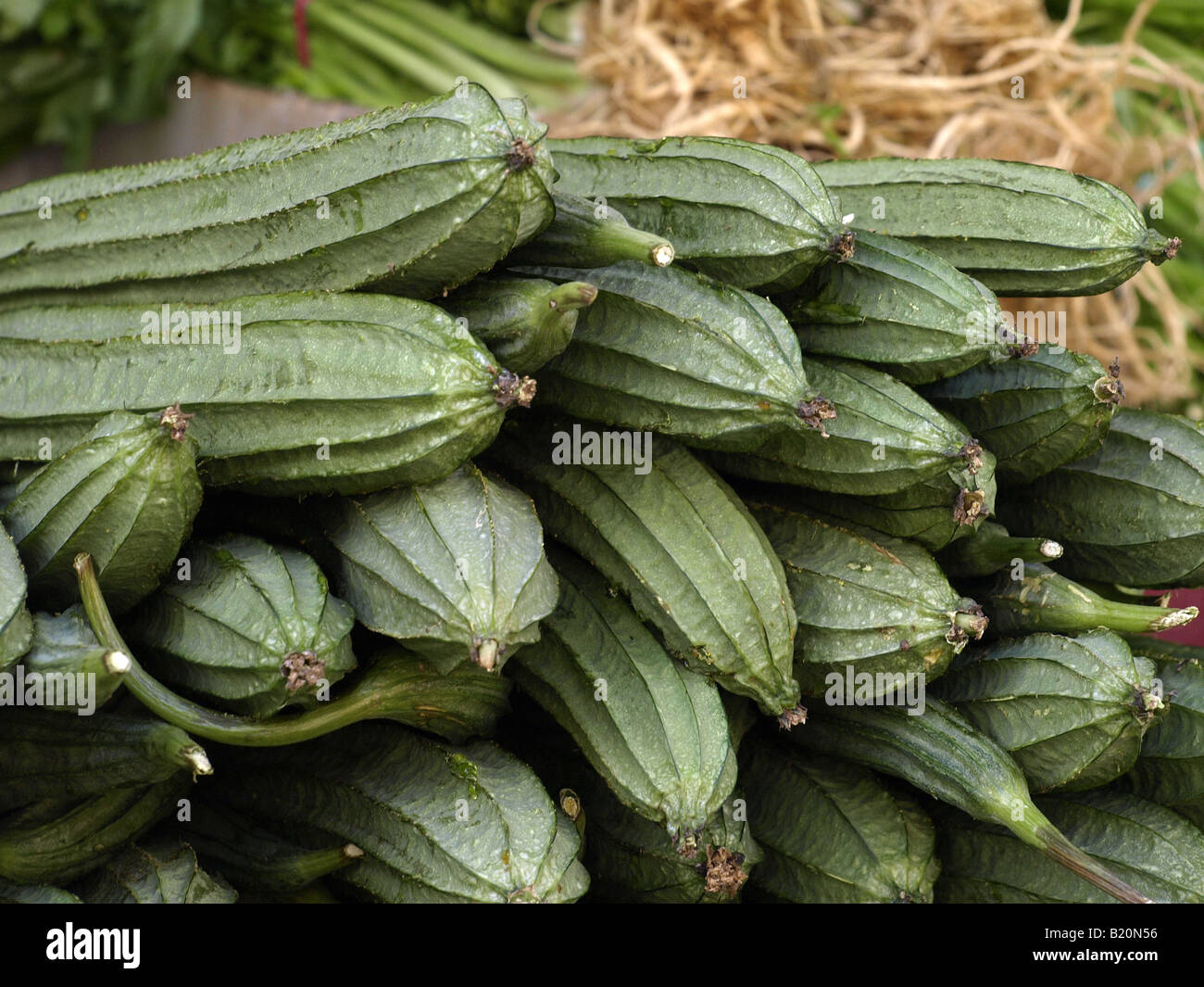 chinese green melon squash Stock Photo