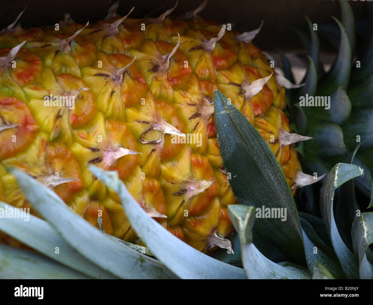 pineapple in a box in chinatown honolulu oahu hawaii usa Stock Photo