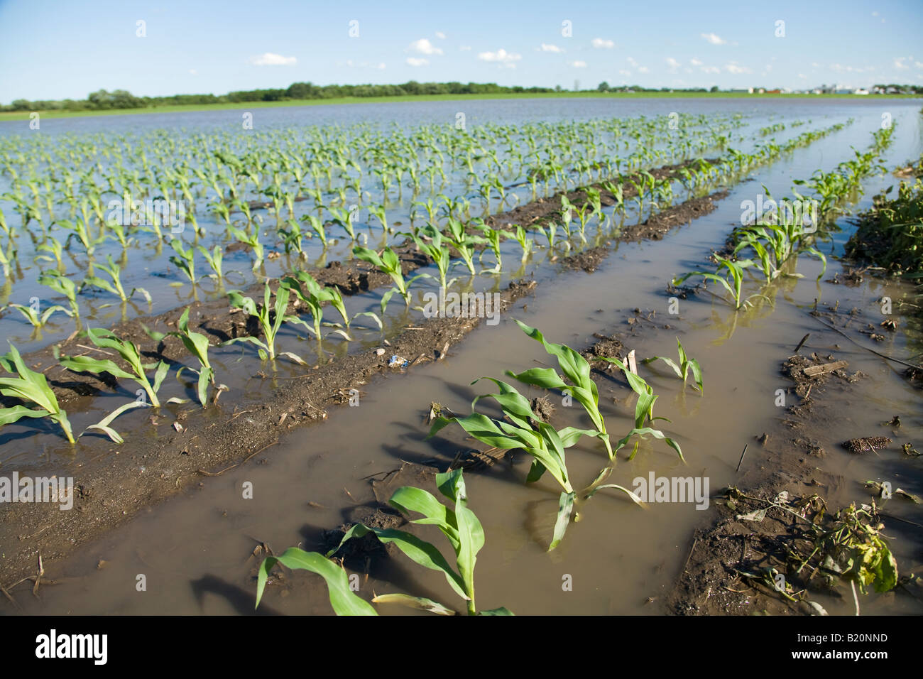 WISCONSIN Kenosha County Rows of plants in flooded corn field due to ...
