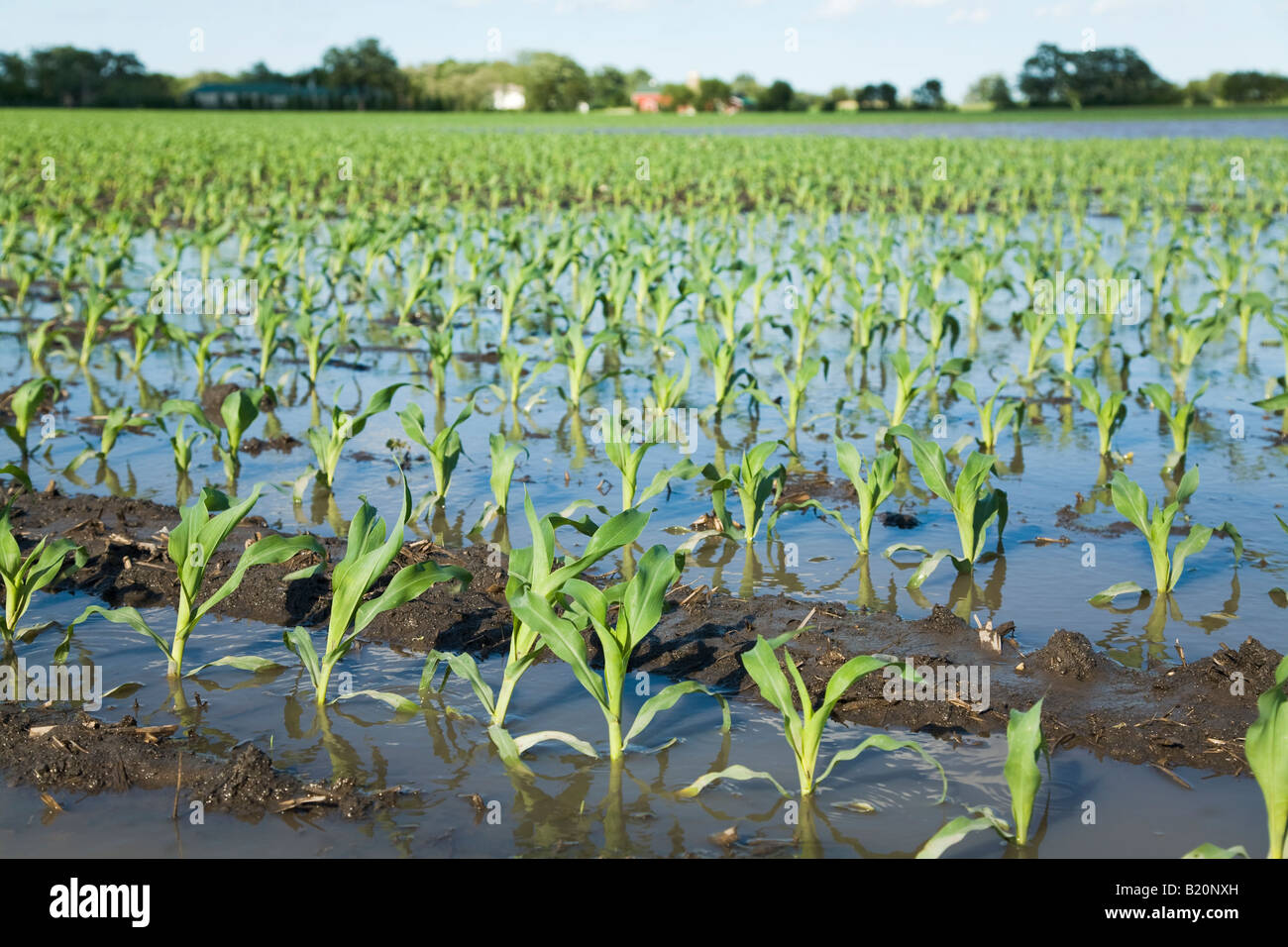 Young Corn Crop Rows Usa High Resolution Stock Photography and Images ...