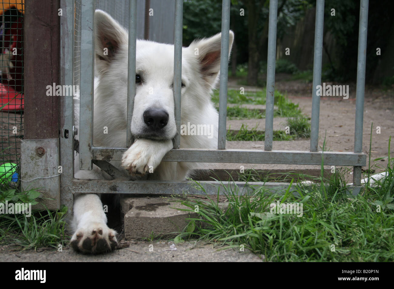 White Swiss Shepherd Dog / Berger blanc suisse  /  adult lying in a kennel Stock Photo