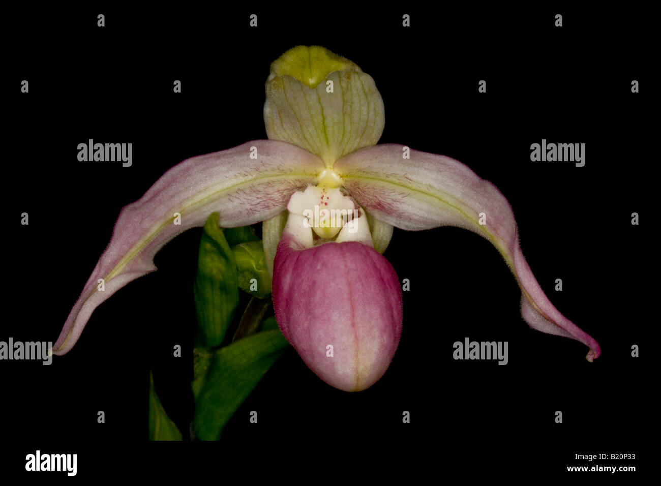 Slipper Orchid Stock Photo