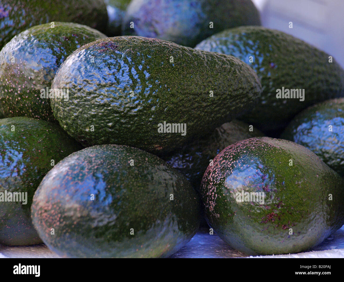 green avocado fruit Stock Photo