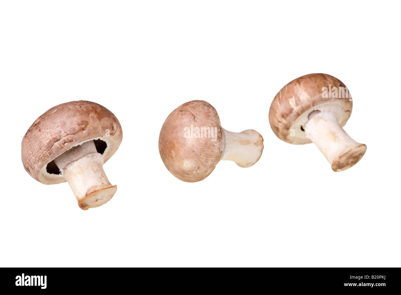 cultivated mushrooms (agaricus bisporus) Stock Photo