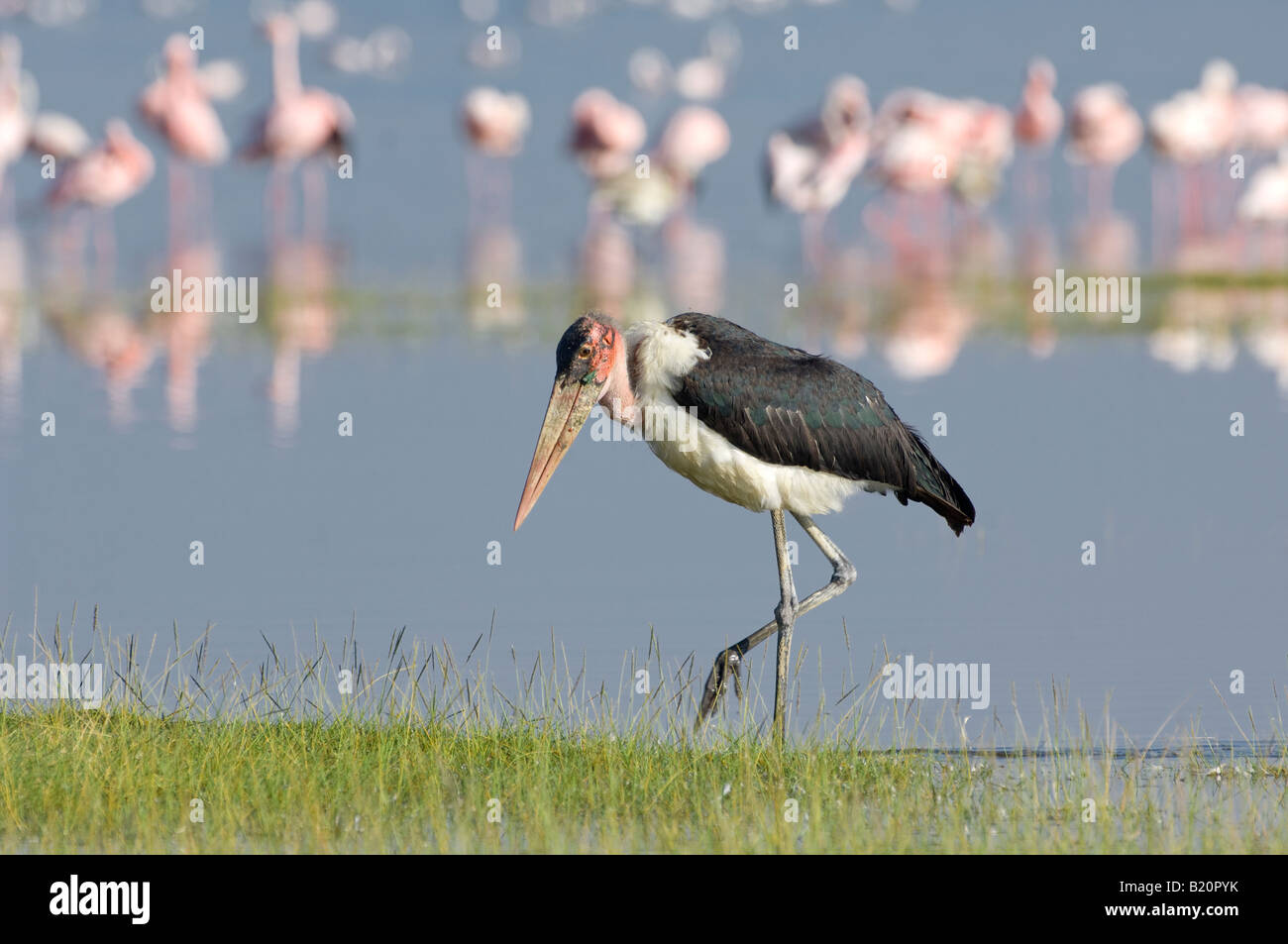 Marabou Stork, Kenya, Africa Stock Photo - Alamy
