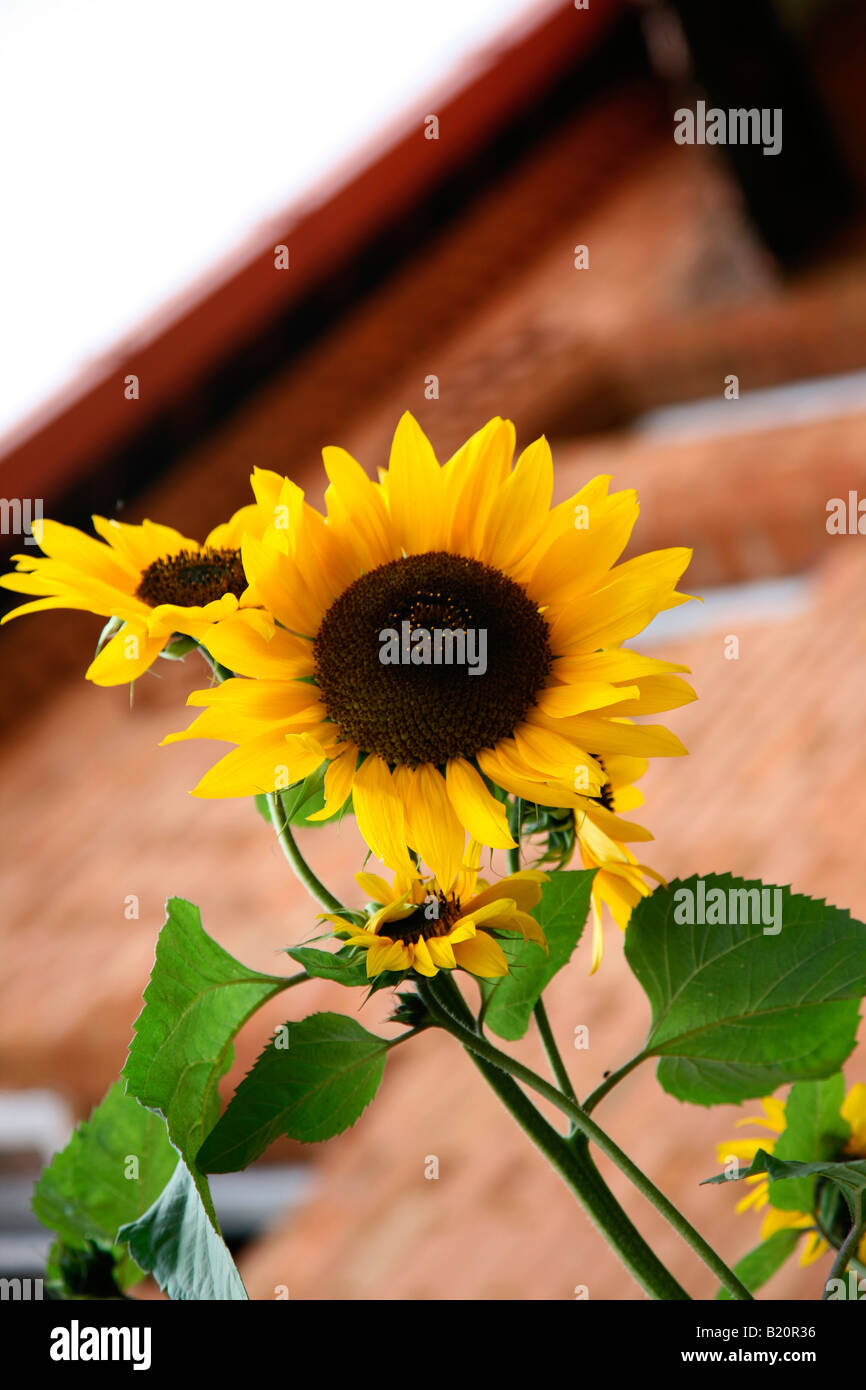 Sunflower (Helianthus annuus) Stock Photo