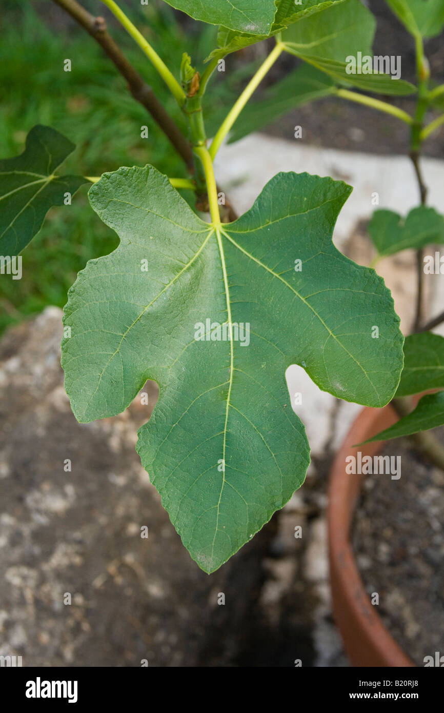 A fig leaf with part of terracotta pot and the fig plant in background Stock Photo