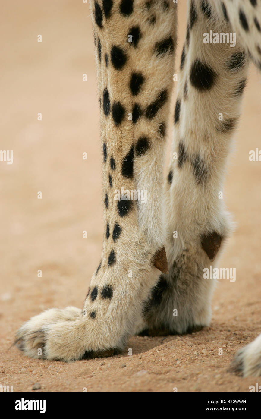 Cheetah front legs Acinonyx jubatus Stock Photo 18459997 Alamy
