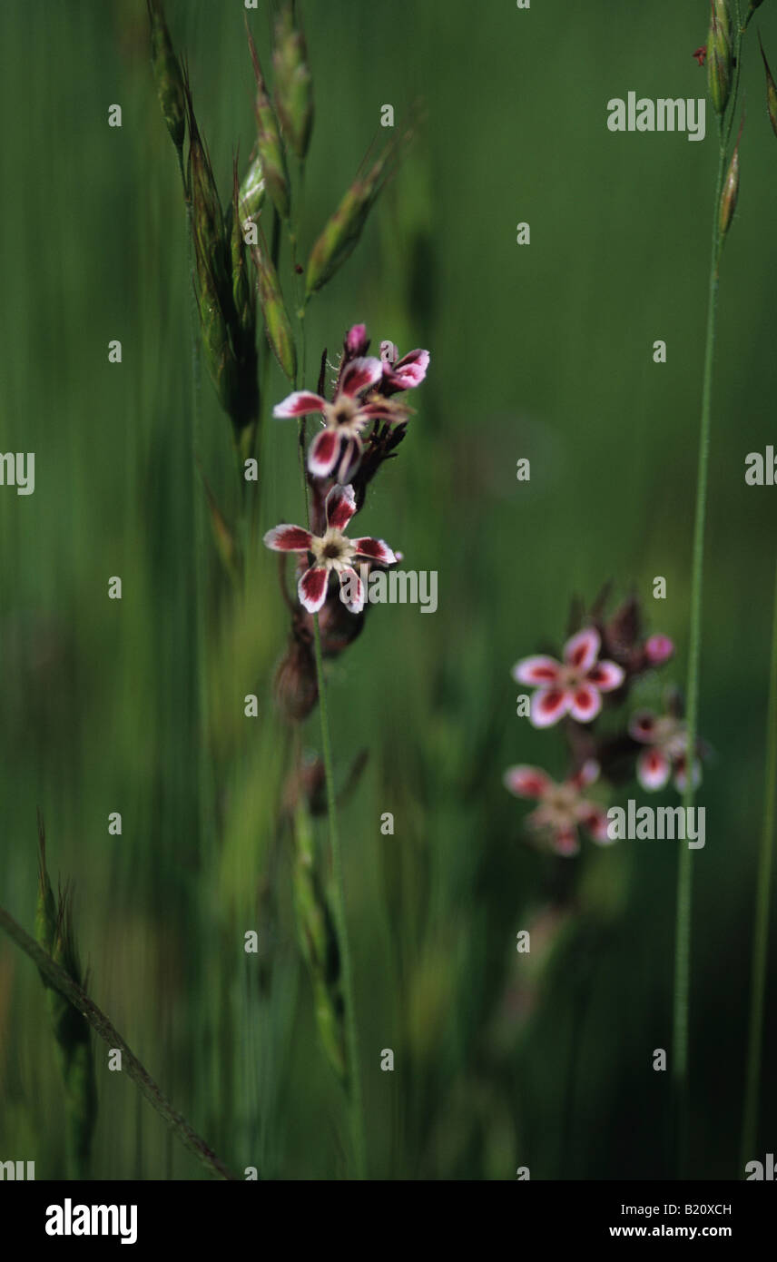 Tiny red and white wildflowers among grasses Stock Photo Alamy