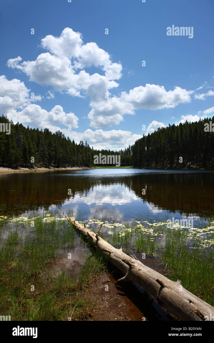 Nymph Lake Yellowstone National Park Wyoming USA Stock Photo