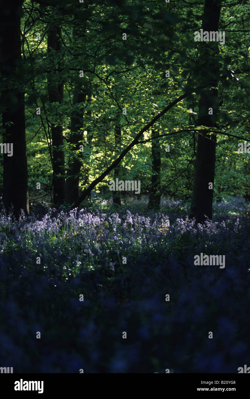Flowers woodland floor hi-res stock photography and images - Alamy