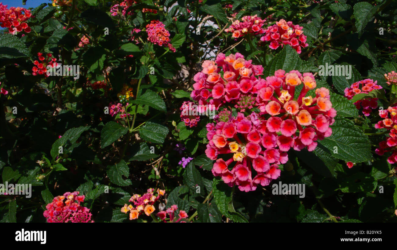 Lantana camara - drought tolerant plant ideal for xeriscaping Stock Photo