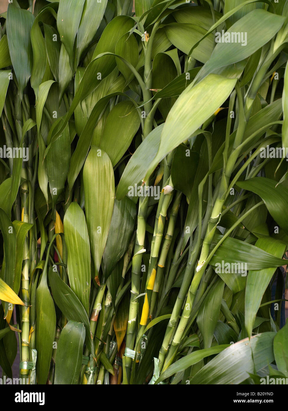 green bamboo Stock Photo