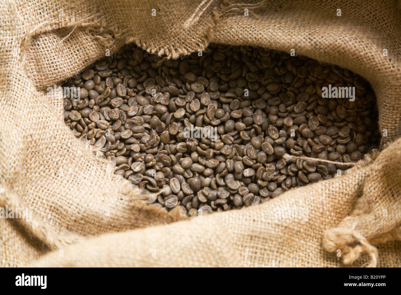 ILLINOIS Riverwoods Burlap bag pulled back to show green decaffeinated