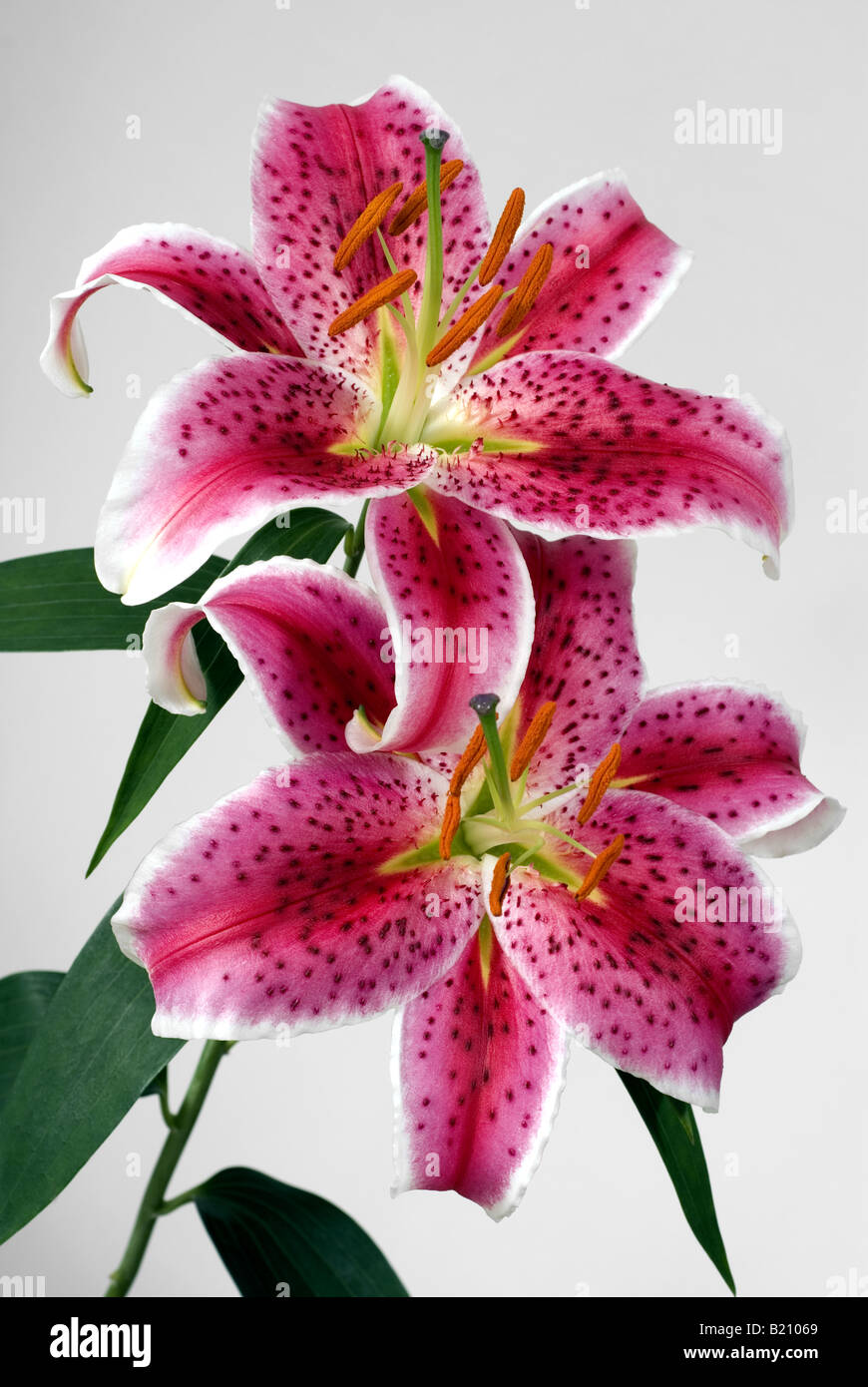 stargazer-lily flower oriental lily pink Stock Photo