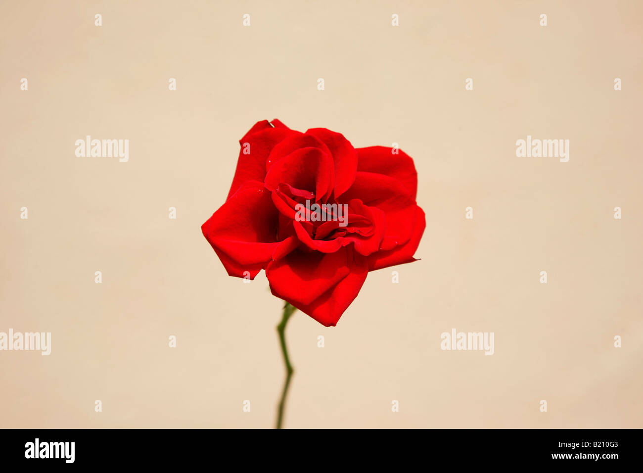 Red rose india asia hi-res stock photography and images - Alamy