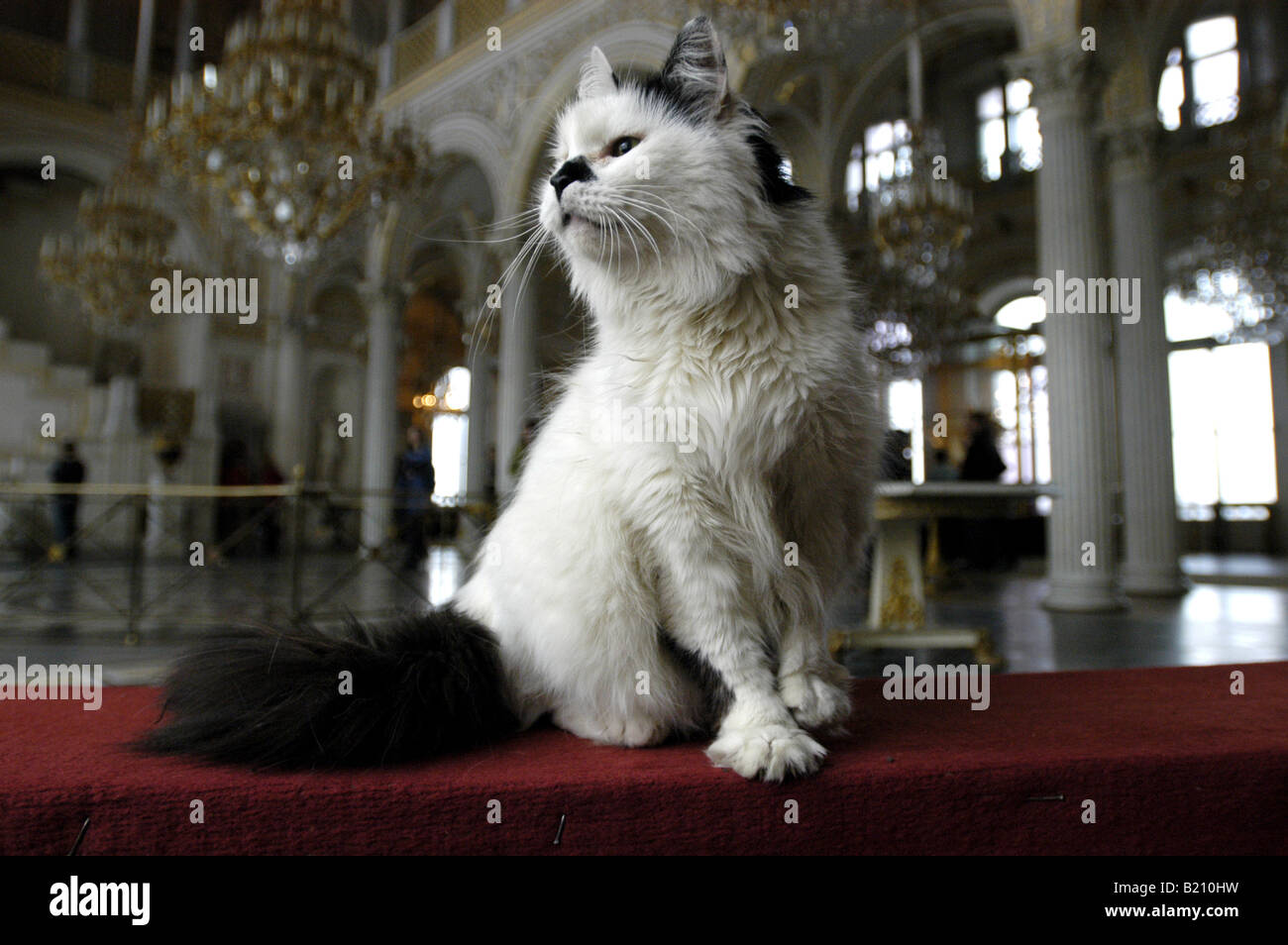 Cat at Hermitage, St. Petersburg Stock Photo