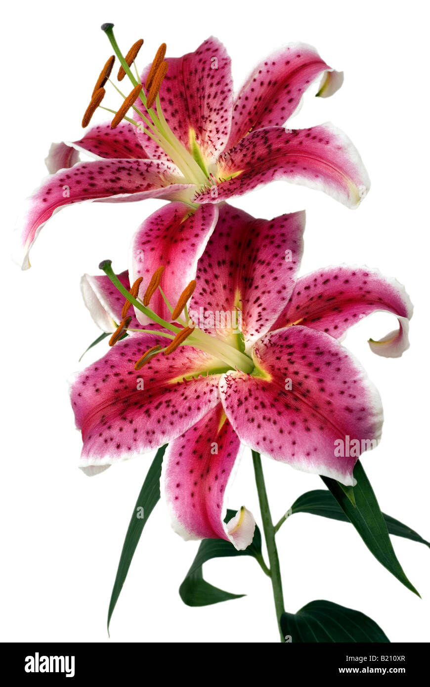 stargazer-lily flower oriental lily pink Stock Photo