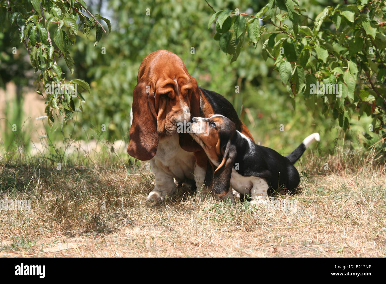 Basset hound female and puppy sniffing family hires stock photography