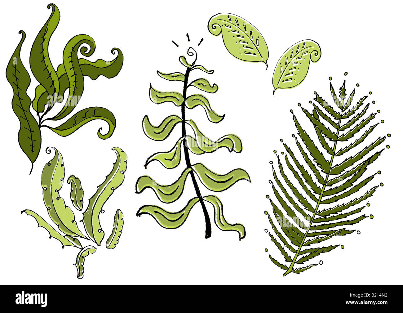 Graphic Illustration of ferns Stock Photo