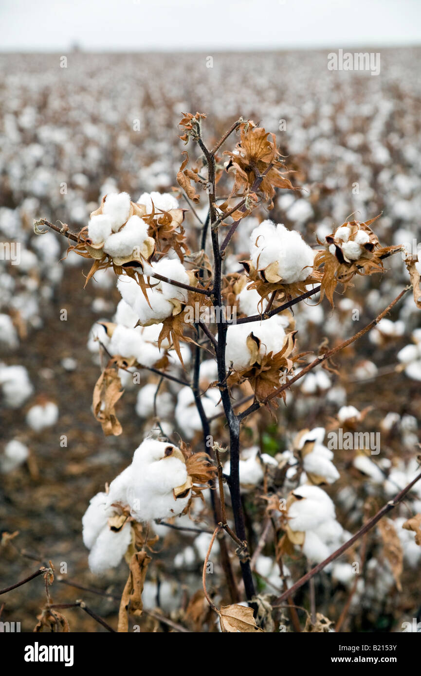 Cotton fields on Texas ranch Stock Photo Alamy