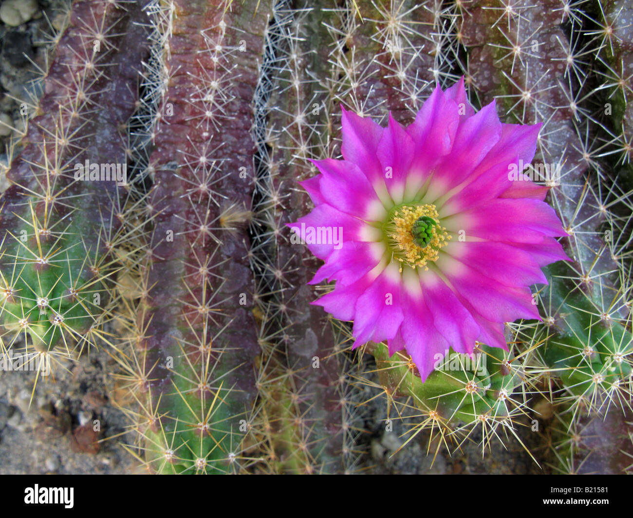 Cactus Echinocereus flower blooming Stock Photo Alamy