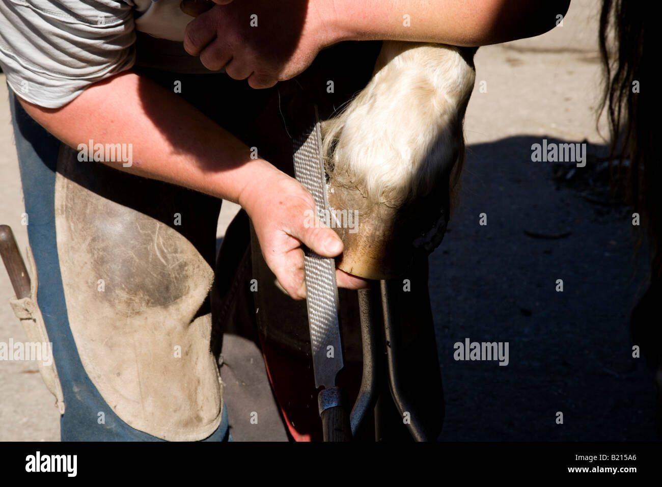 A farrier rasps a horses hoof during the final stages of shoeing a