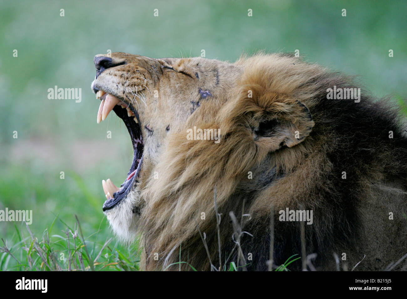 Male Lion Panthera leo Stock Photo