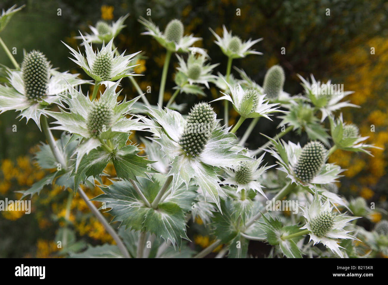 Giant sea holly blossom Eryngium giganteum Stock Photo Alamy
