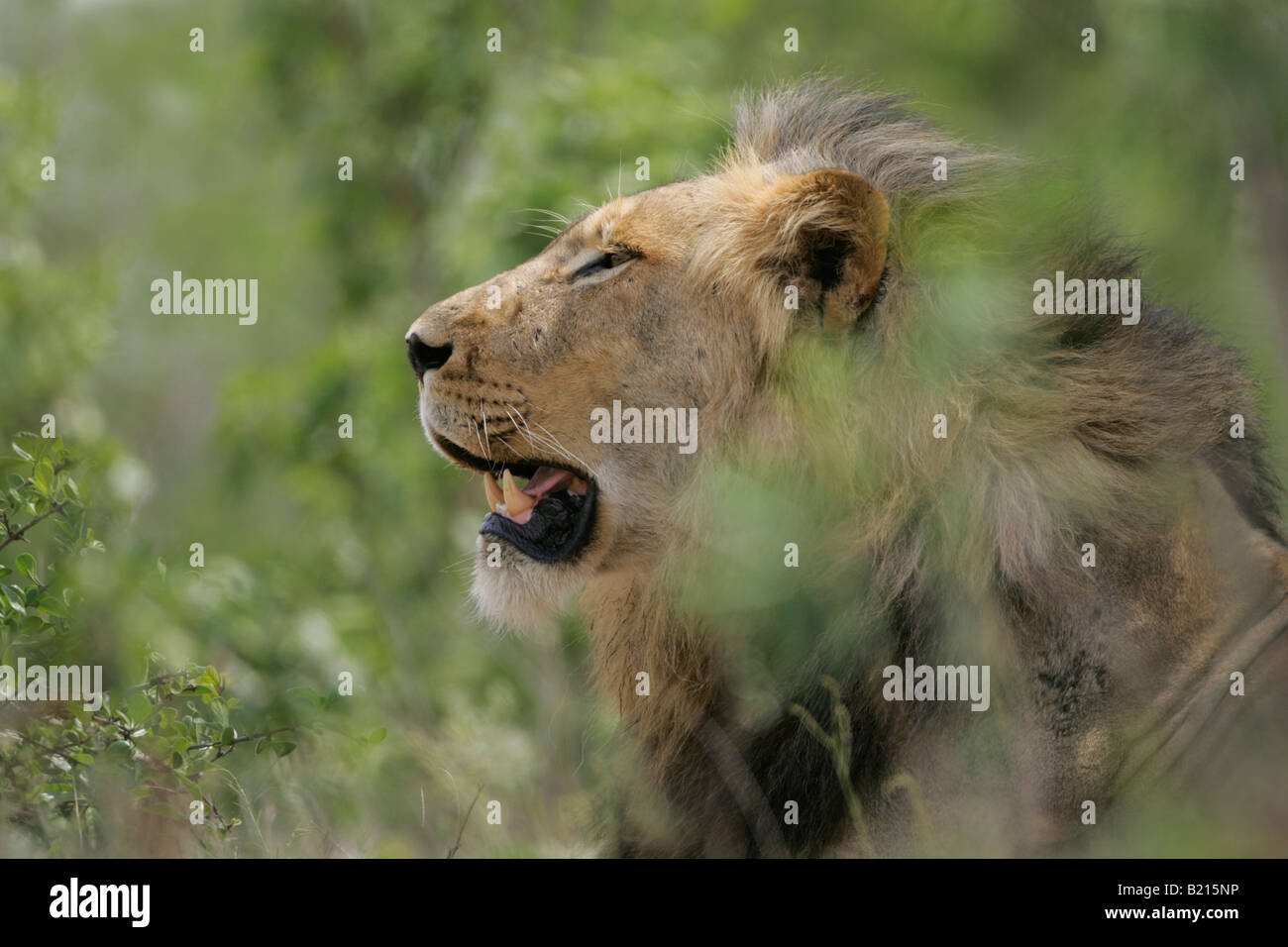 Big male lion hi-res stock photography and images - Alamy