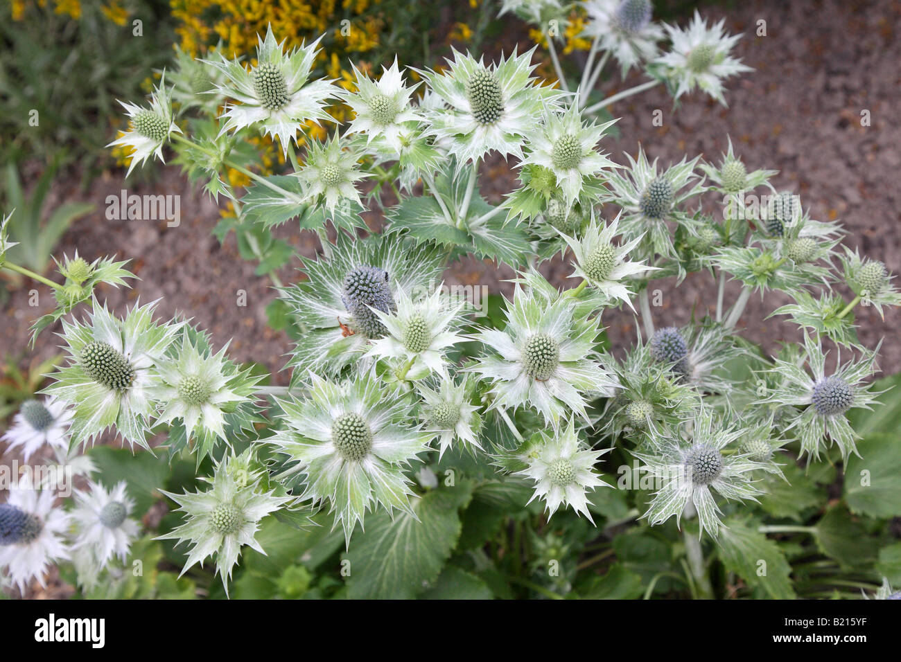 Giant sea holly blossom Eryngium giganteum Stock Photo Alamy