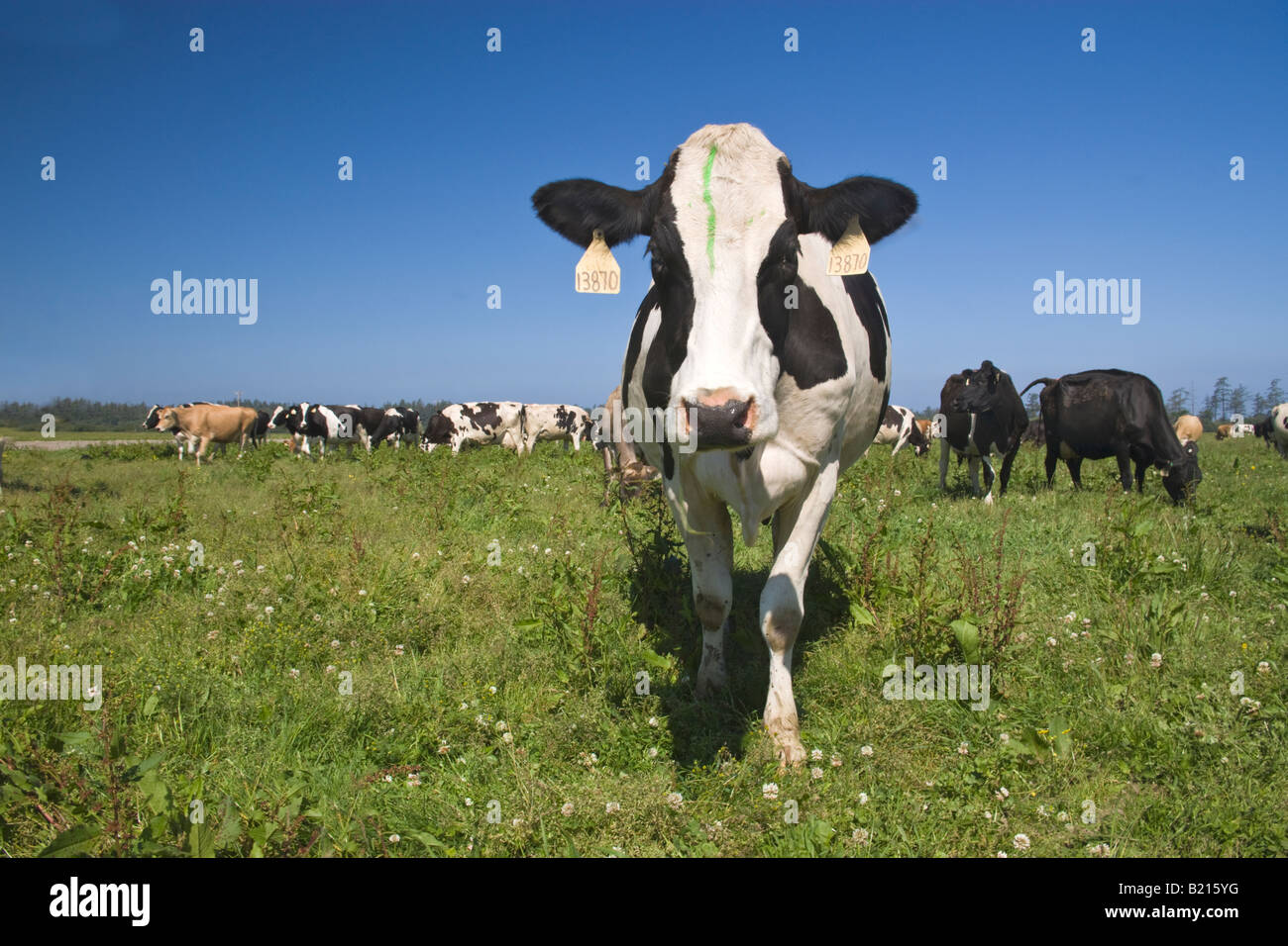 Holstein dairy cow being curious, organic 'Eco' dairy Stock Photo - Alamy