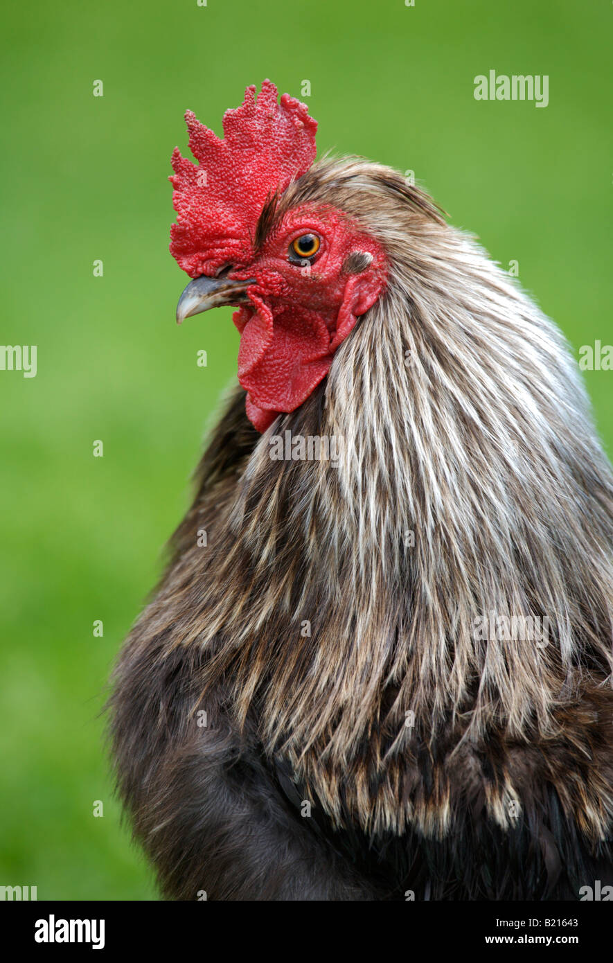 Cockerel Hi-res Stock Photography And Images - Alamy