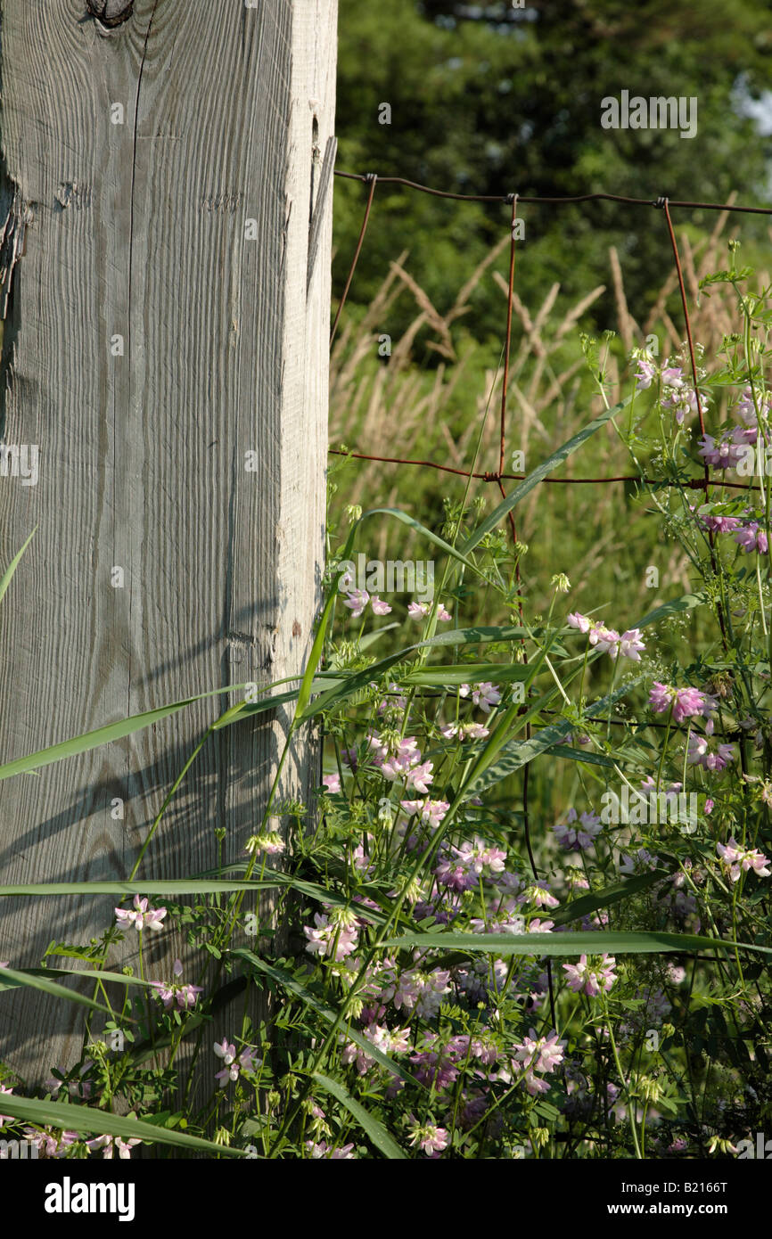 Crown Vetch (Coronilla Varia) In Chatham Kent Wallaceburg Blenheim - Foto 11