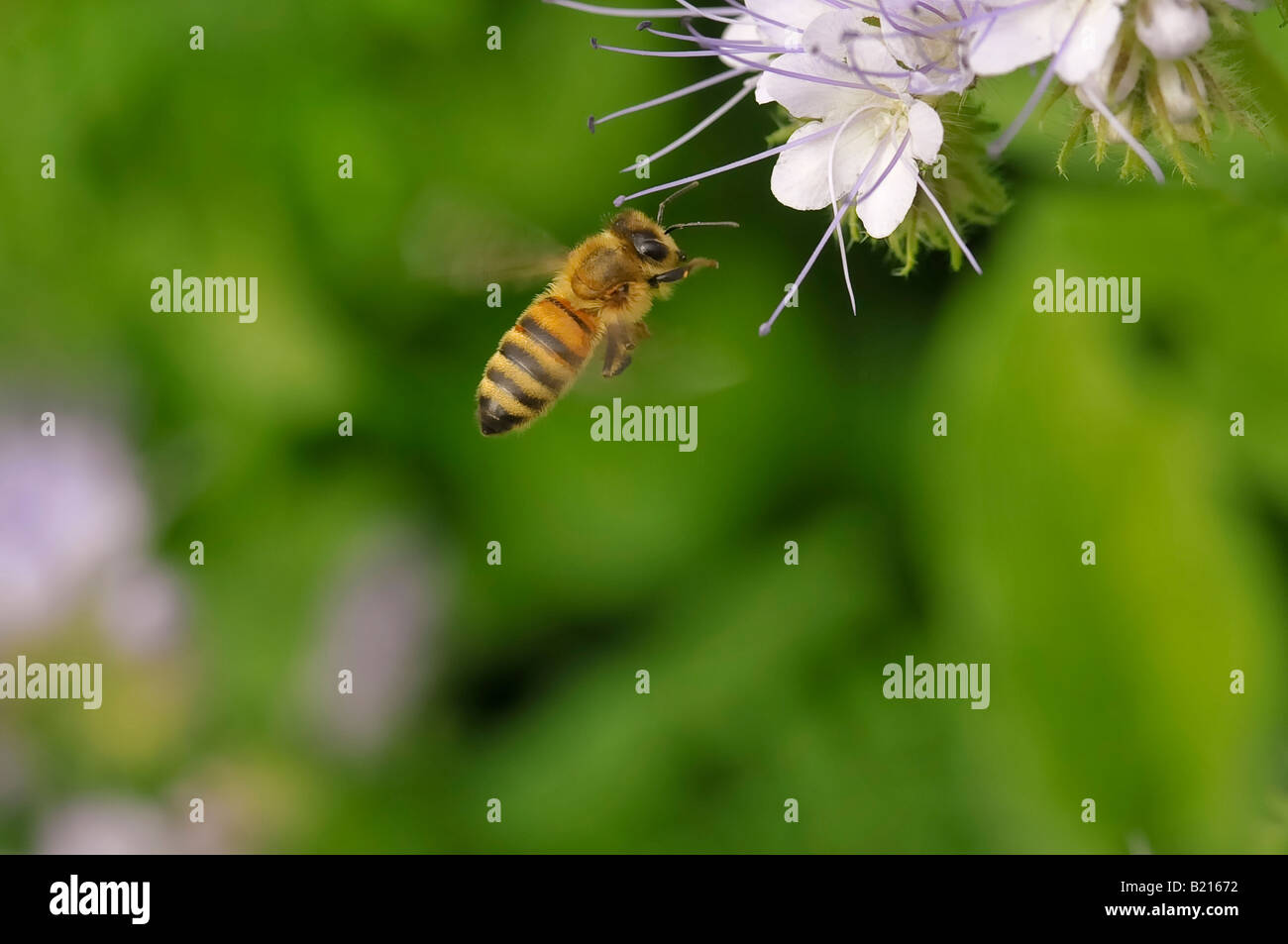 A bee on a Phacelia (Pachelia tanacetifolia) Stock Photo