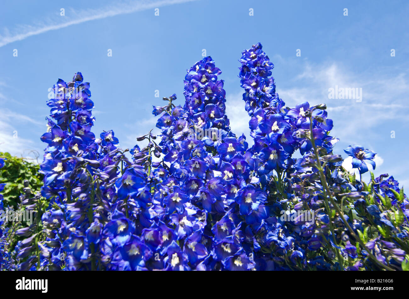 DELPHINIUM CERATOPHORUM china west poisonous plants poisson Stock Photo