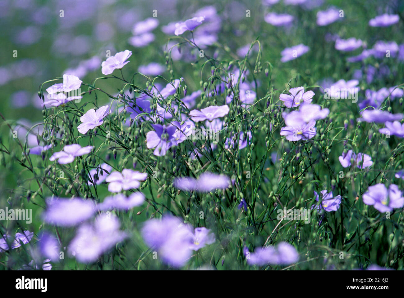 Linum lewisii, a native blue flax named for its discoverer Meriwether Lewis, flowering near the Missouri River Montana. Photograph Stock Photo