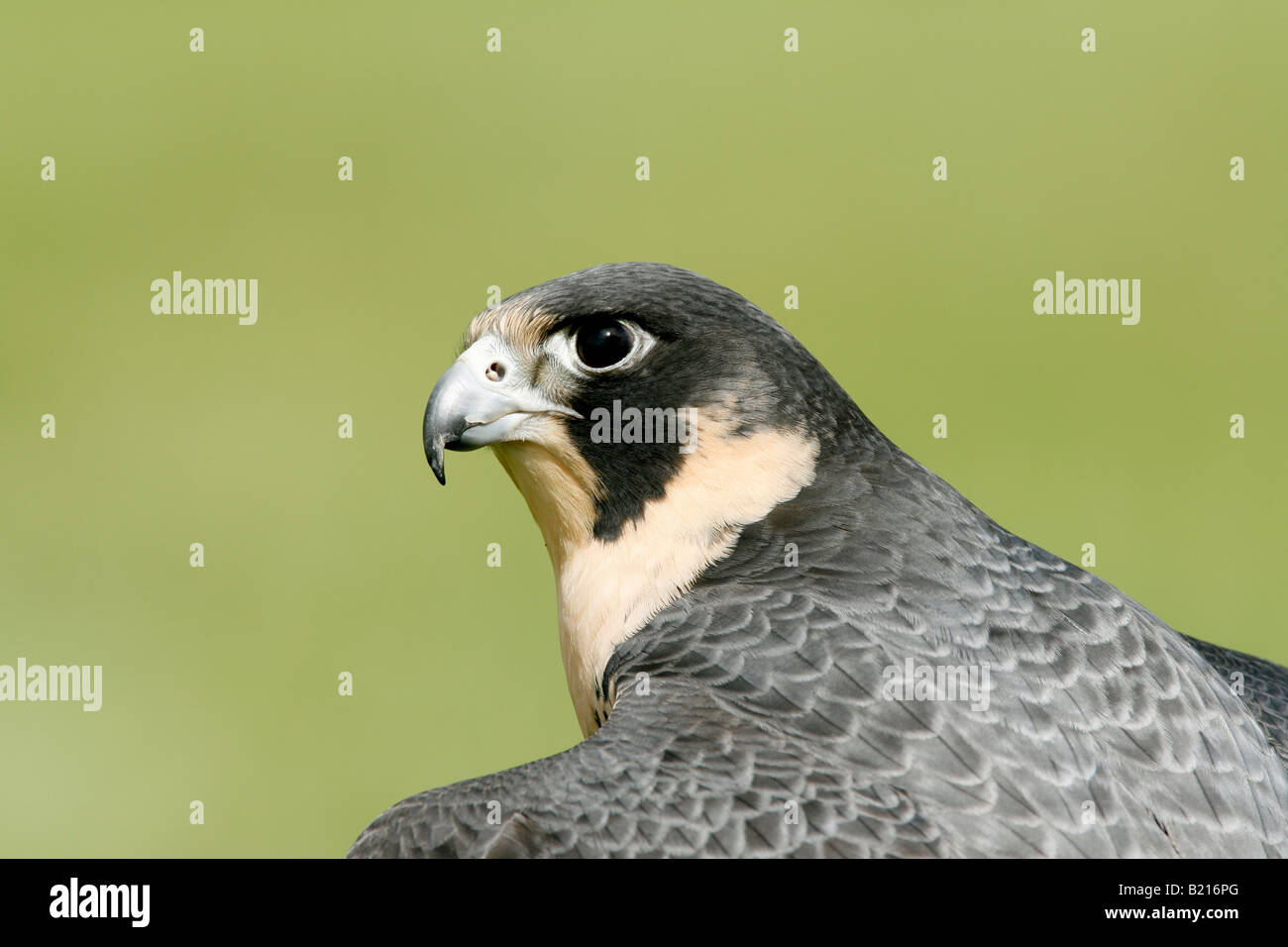 Peregrine Falcon Captive Stock Photo