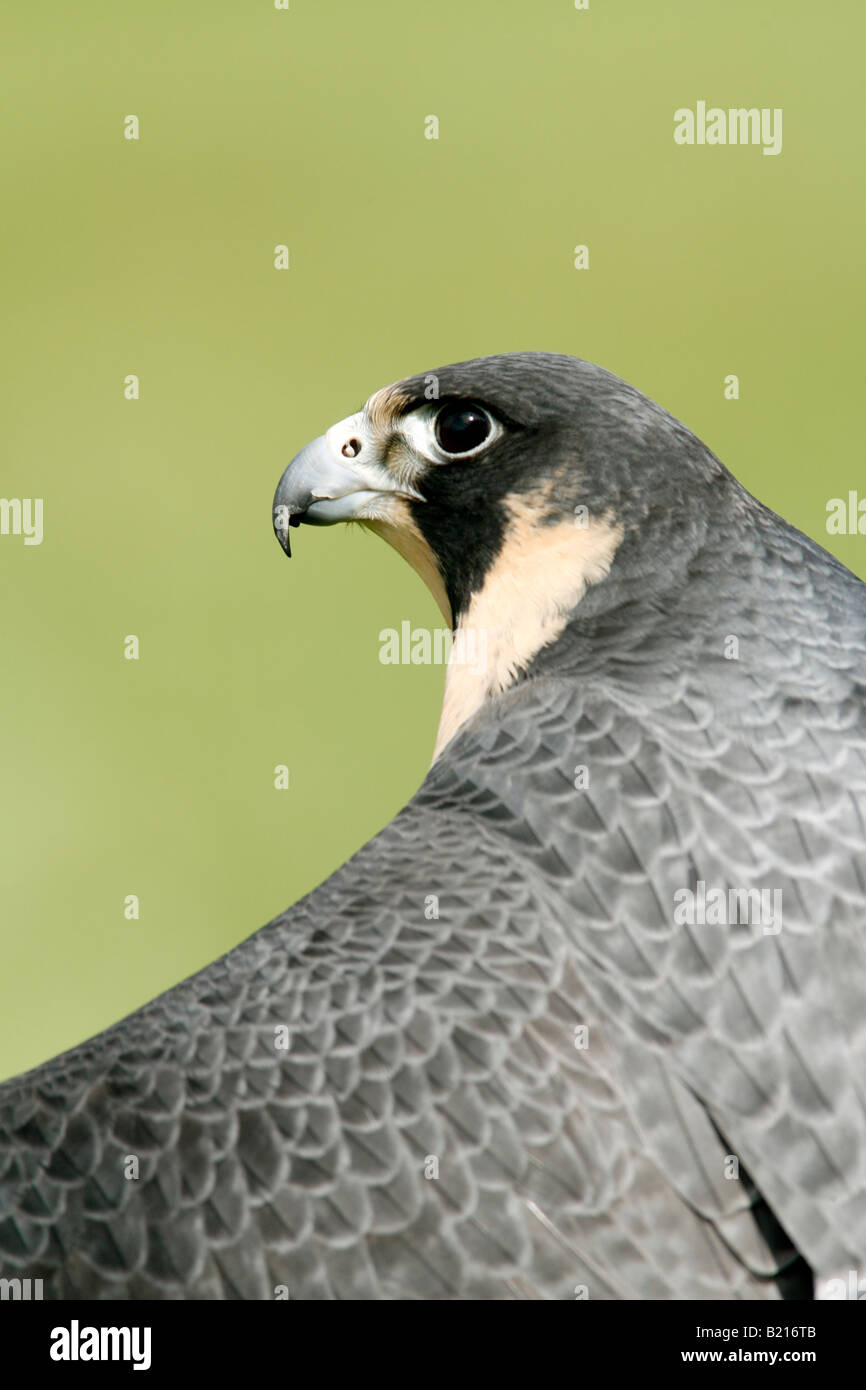Peregrine Falcon Captive Vertical Stock Photo