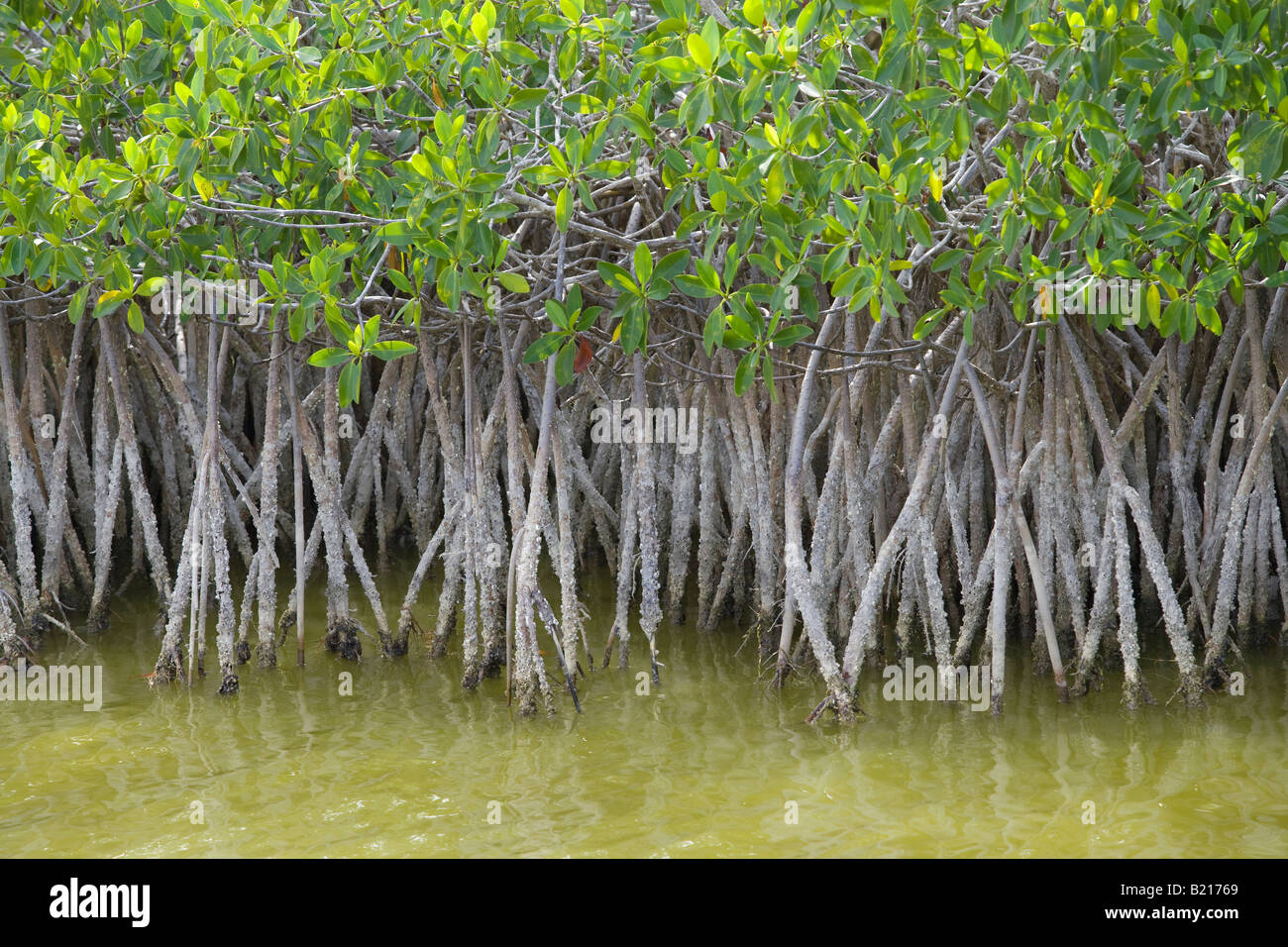 Mangrove growing in shallow water in the Everglades National Park in Florida Stock Photo