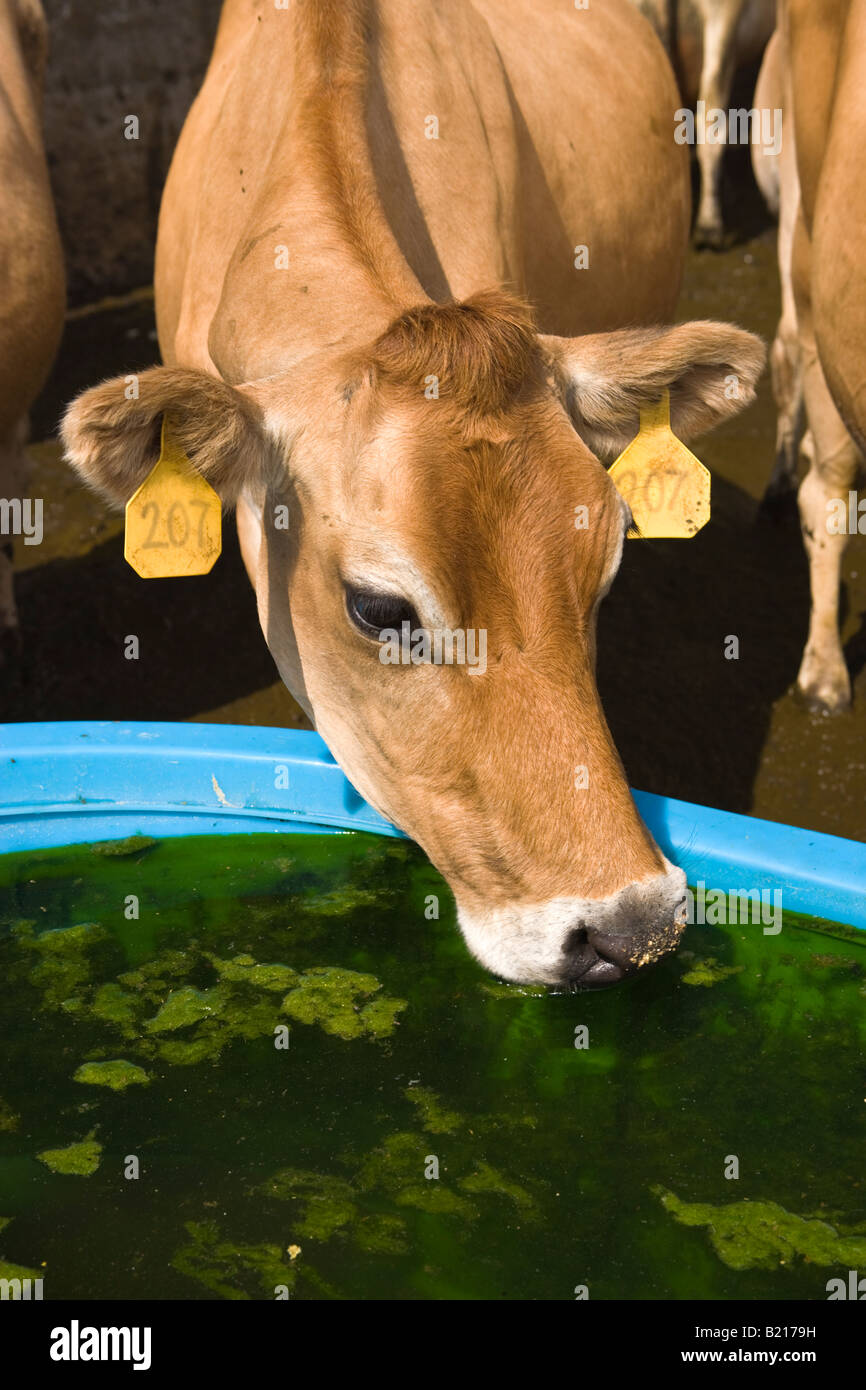 Jersey cow drinking, water trough Stock Photo Alamy