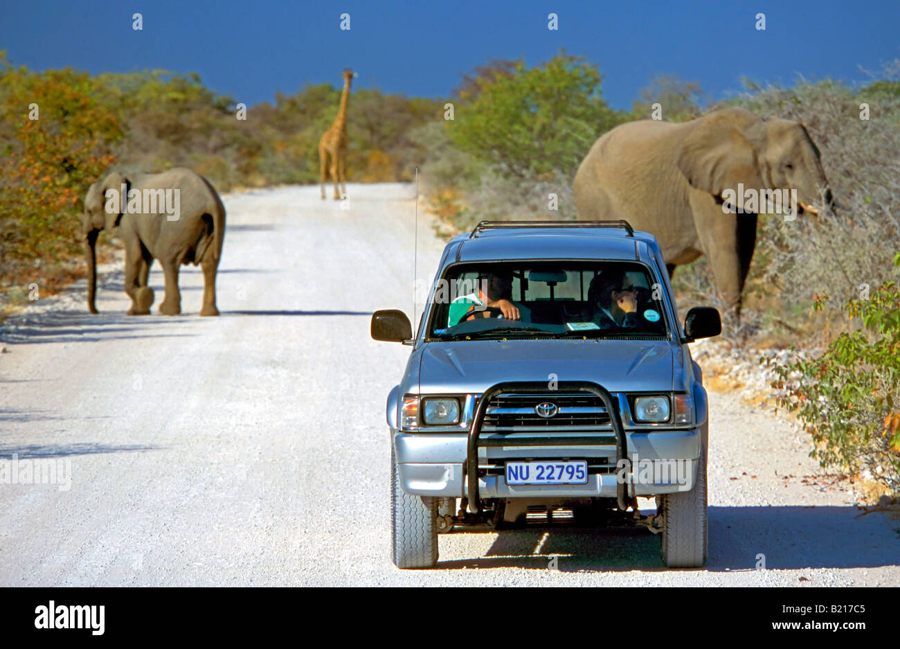 Elephant (loxodonta africana) and giraffe (giraffa camelopardalis) wandering on the dirt road during a safari game drive. Stock Photo