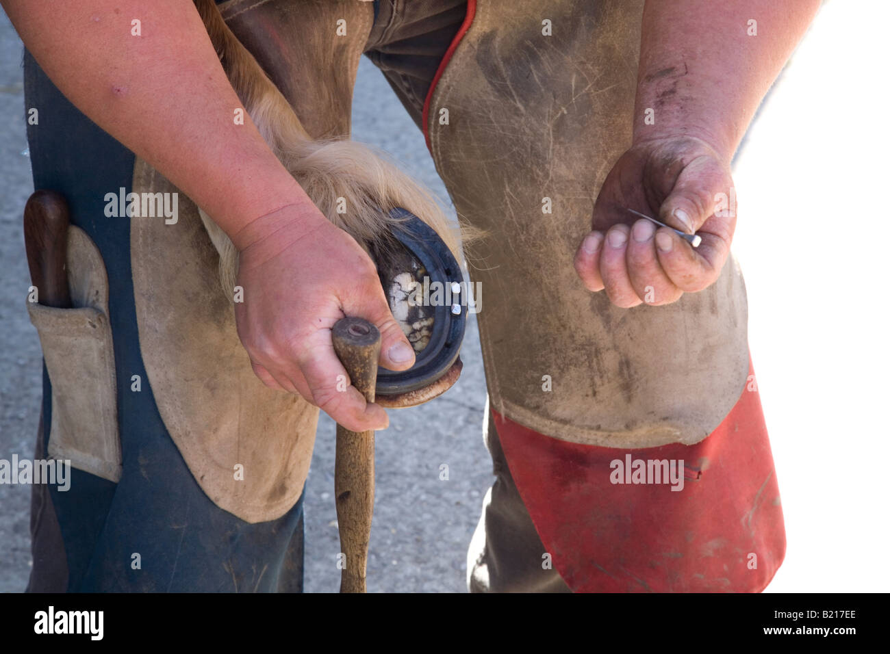 A farrier holding a horses leg whilst hammering nails into the horses