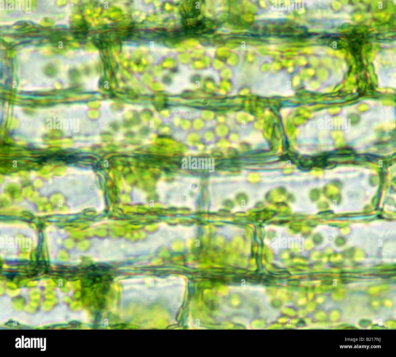 WATER WEED ELODEA LEAF CELLS ANACHRIS SP AQUATIC PERENNIAL PLANT SHOWING CELL WALL CHLOROPLASTS 200X STUDIO Stock Photo