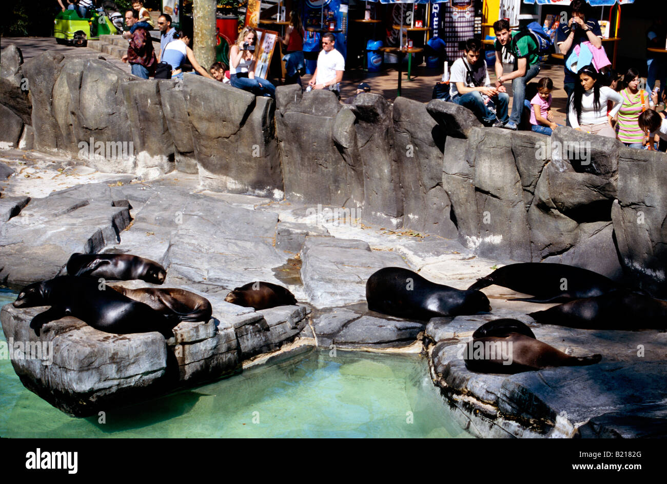 Seals in a zoo in Barcelona Catalonia Spain Stock Photo